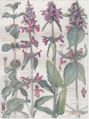 White Horehound, Hedge Woundwort, Wood Betony, Common Hemp Nettle